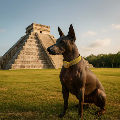 🐾 Cosmic Sensor Collar for Dogs – Metayantra®