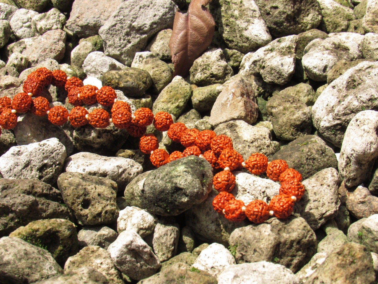 Rudraksha's Japa Mala - Metayantra Consciencia